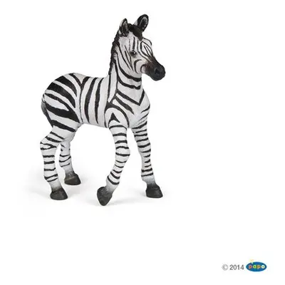 Zebra mládě