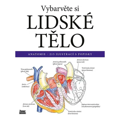 Vybarvěte si LIDSKÉ TĚLO / Anatomie - 215 ilustrací s popisky