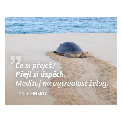 Magnet na lednici - Co si přeješ? Přeji si úspěch. Medituj na vytrvalost želvy. - Sri Chinmoy