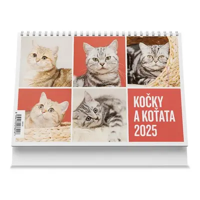 Kočky a koťata 2025 - stolní kalendář