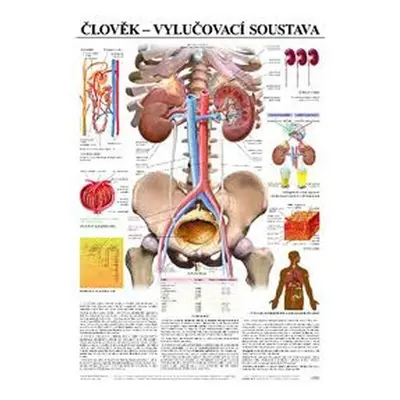 Plakát - Člověk - vylučovací soustava