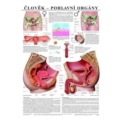 Plakát - Člověk - Pohlavní orgány