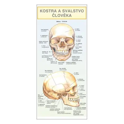 Kostra a svalstvo člověka - Barbora Dančová