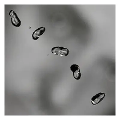 Peter Gabriel: Up - 2 LP - Peter Gabriel