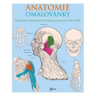 Anatomie omalovánky - Henry Carter