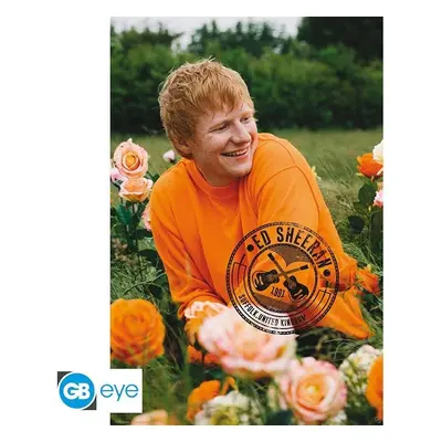 Ed Sheeran Plakát Maxi: Rose Field 91,5 x 61 cm