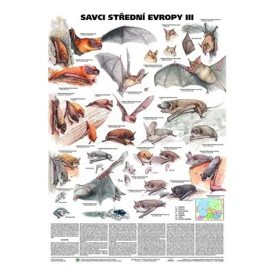 Plakát - Savci střední Evropy III- Netopýři