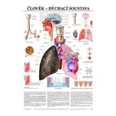 Plakát - Člověk - dýchací soustava