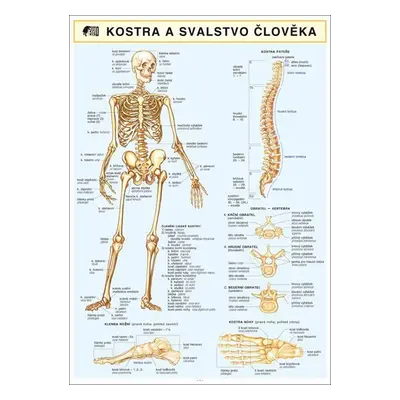 KOSTRA SVALSTVO ČLOVĚKA A4 - Barbora Dančová