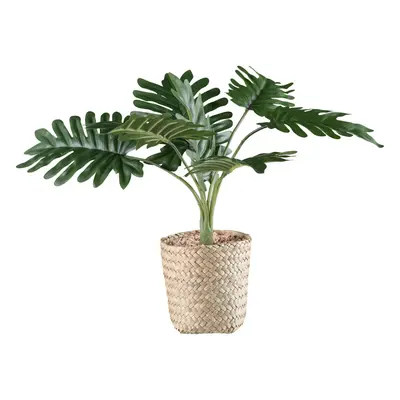 UMĚLÁ ROSTLINA PHILODENDRON II