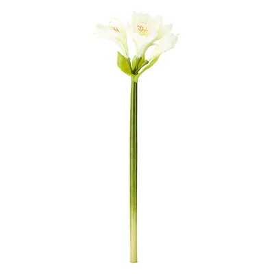 UMĚLÁ KVĚTINA AMARYLLIS I