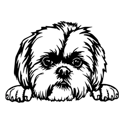 Vsepropejska Shih-tzu 2 dřevěná dekorace na zeď Rozměr (cm): 38 x 28