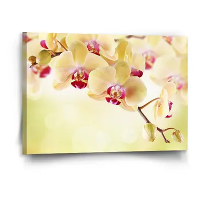 Obraz Orchidej 2 - 90x60 cm