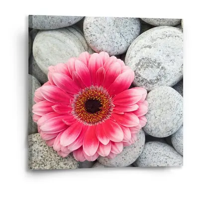 Obraz Gerbera na kamenech - 50x50 cm