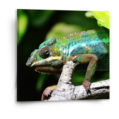 Obraz Chameleon - 50x50 cm