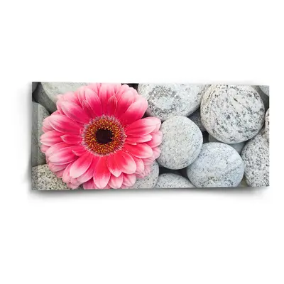 Obraz Gerbera na kamenech - 110x50 cm