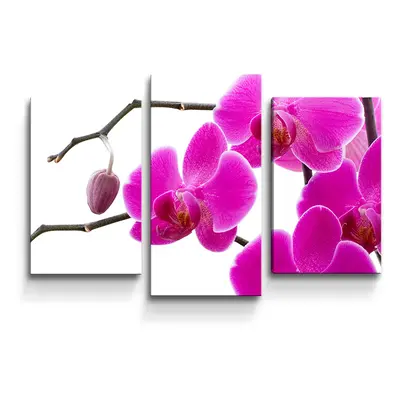 Obraz - 3-dílný Fialové orchideje - 75x50 cm