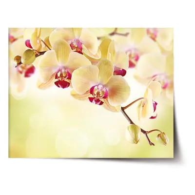 Plakát Orchidej 2 - 90x60 cm