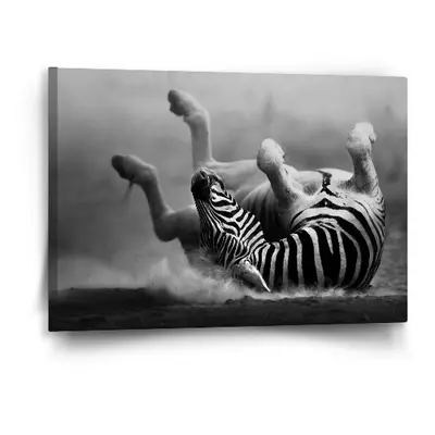 Obraz Válející se zebra - 60x40 cm