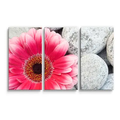 Obraz - 3-dílný Gerbera na kamenech - 120x80 cm