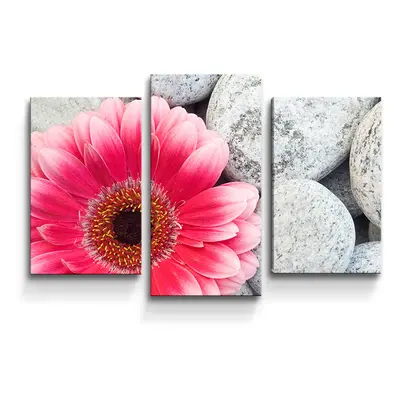 Obraz - 3-dílný Gerbera na kamenech - 75x50 cm