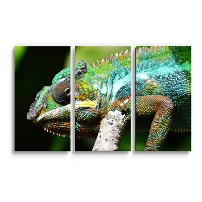 Obraz - 3-dílný Chameleon - 120x80 cm