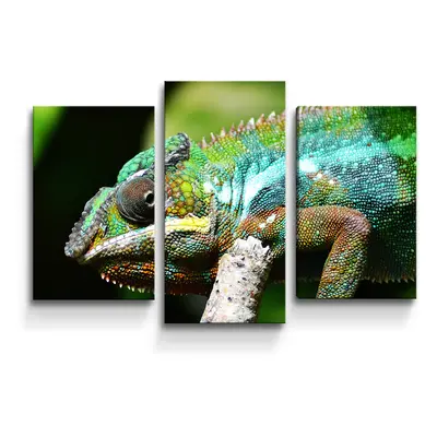 Obraz - 3-dílný Chameleon - 75x50 cm