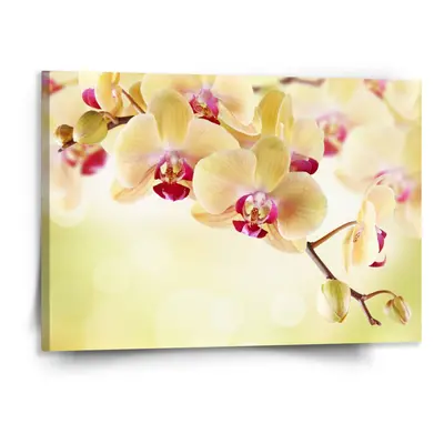 Obraz Orchidej 2 - 150x110 cm