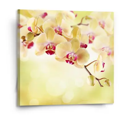 Obraz Orchidej 2 - 110x110 cm