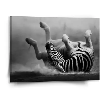 Obraz Válející se zebra - 150x110 cm