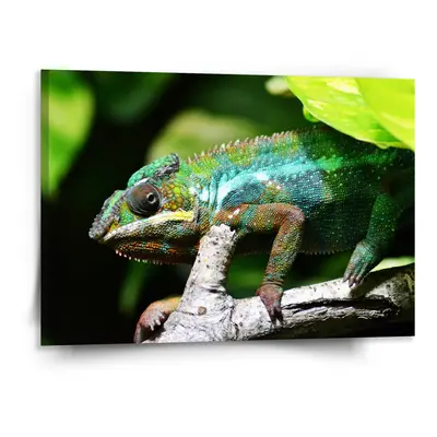 Obraz Chameleon - 150x110 cm