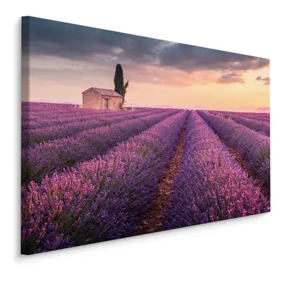 Plátno Kvetoucí Levandulové Pole Provence Varianta: 120x80