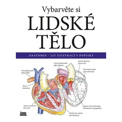 Vybarvěte si - Lidské tělo