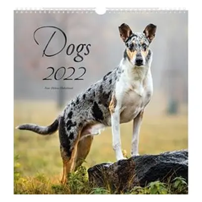 Kalendář 2022 nástěnný malý Dogs