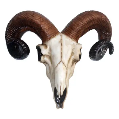 dekorace Rams Skull Medium