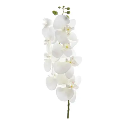 XXXL ORCHIDEJ 77 cm