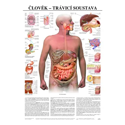 Trávicí soustava člověka - anatomický plakát