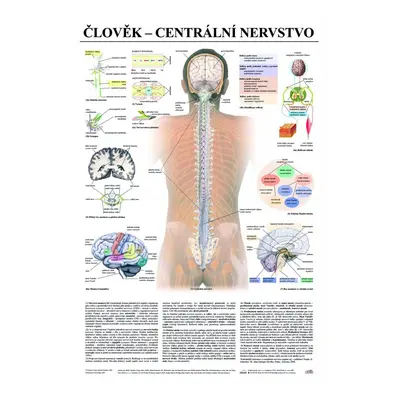 Centrální nervstvo - anatomický plakát