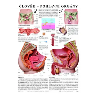 Pohlavní orgány - anatomický plakát