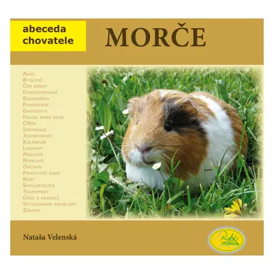 Morče