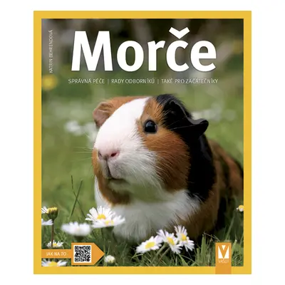 Morče