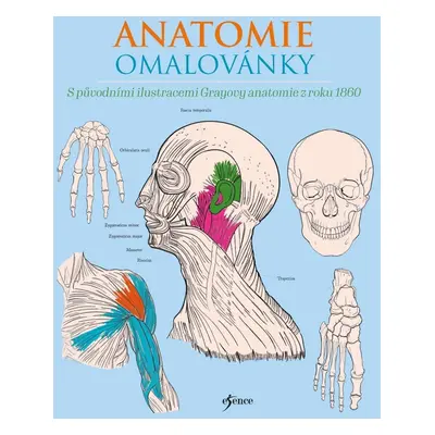 Anatomie omalovánky