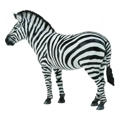 Zebra obecná COLLECTA