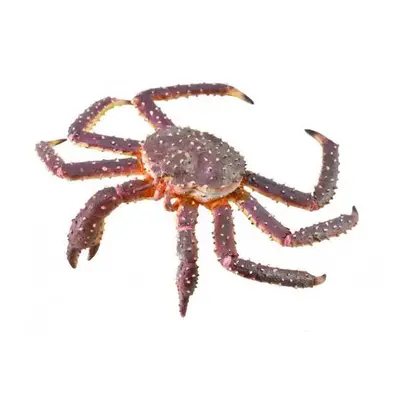 Krab královský (King crab) COLLECTA