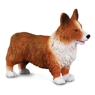 Welsh corgi