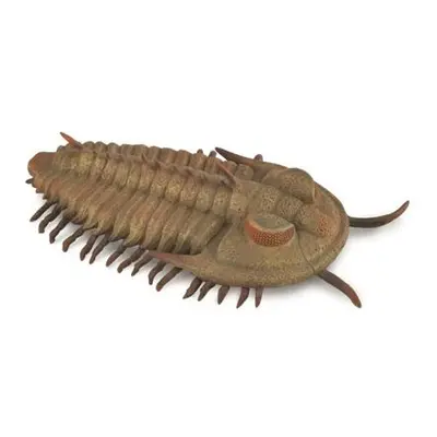 Redlichia Rex trilobit