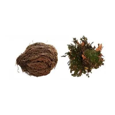 Lucky Reptile "Rose of Jericho" 50 g