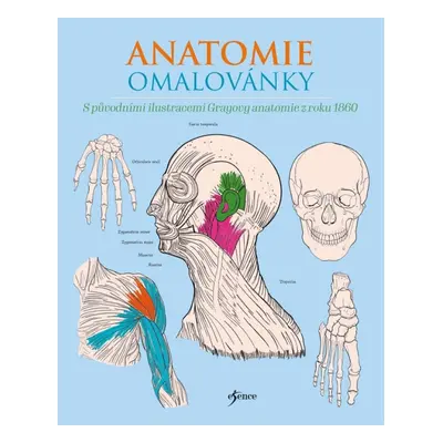 Anatomie omalovánky