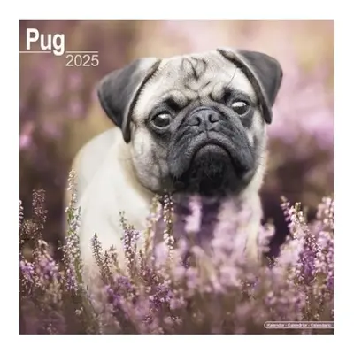 #Pug Calendar 2025 Square Dog Breed Wall Calendar - 16 Month Avonside Publishing Ltd