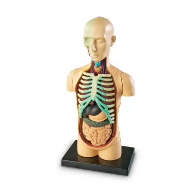 Anatomický model lidského těla Montessori